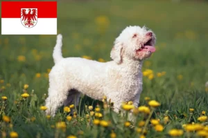 Read more about the article Lagotto Romagnolo breeders and puppies in Brandenburg