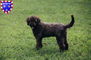 Read more about the article Lagotto Romagnolo breeders and puppies in Centre-Val de Loire