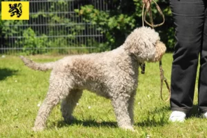 Read more about the article Lagotto Romagnolo breeders and puppies in Flanders