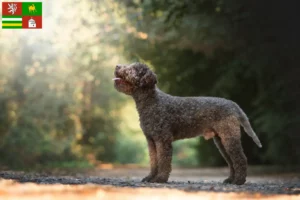 Read more about the article Lagotto Romagnolo breeders and puppies in Pilsen