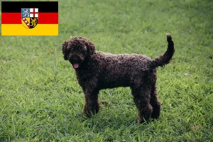 Read more about the article Lagotto Romagnolo breeders and puppies in Saarland