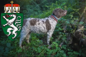 Read more about the article Lagotto Romagnolo breeders and puppies in Styria