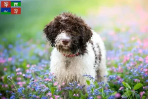 Read more about the article Lagotto Romagnolo breeders and puppies in Ústí