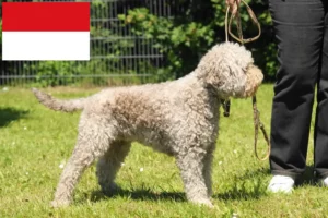 Read more about the article Lagotto Romagnolo breeders and puppies in Vienna