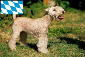 Read more about the article Lakeland Terrier breeders and puppies in Bavaria