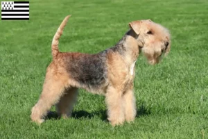 Read more about the article Lakeland Terrier breeders and puppies in Brittany