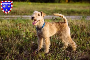 Read more about the article Lakeland Terrier breeders and puppies in Centre-Val de Loire