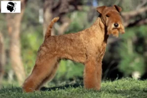 Read more about the article Lakeland Terrier breeders and puppies in Corsica