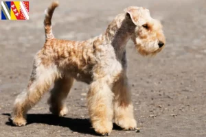 Read more about the article Lakeland Terrier breeders and puppies in Grand Est
