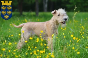 Read more about the article Lakeland Terrier breeders and puppies in Lower Austria