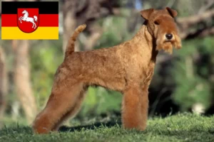 Read more about the article Lakeland Terrier breeders and puppies in Lower Saxony