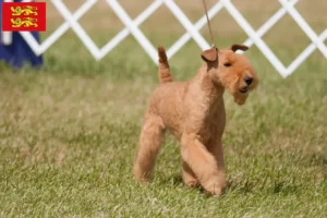 Read more about the article Lakeland Terrier breeders and puppies in Normandy
