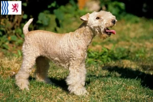 Read more about the article Lakeland Terrier breeders and puppies in Nouvelle-Aquitaine