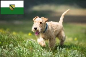 Read more about the article Lakeland Terrier breeders and puppies in Saxony