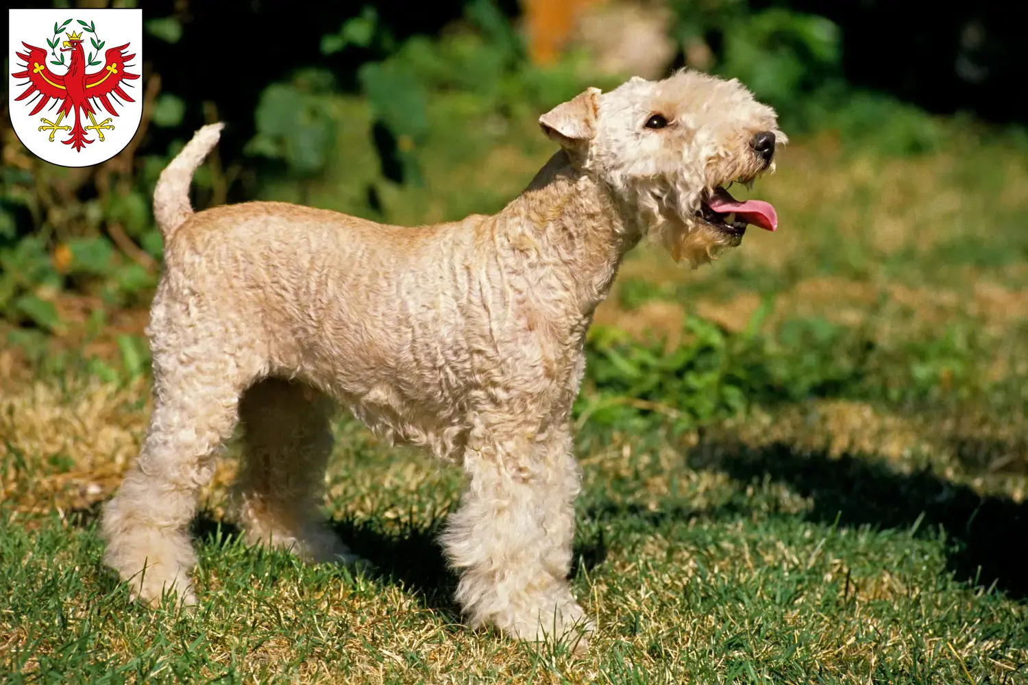 Read more about the article Lakeland Terrier breeders and puppies in Tyrol