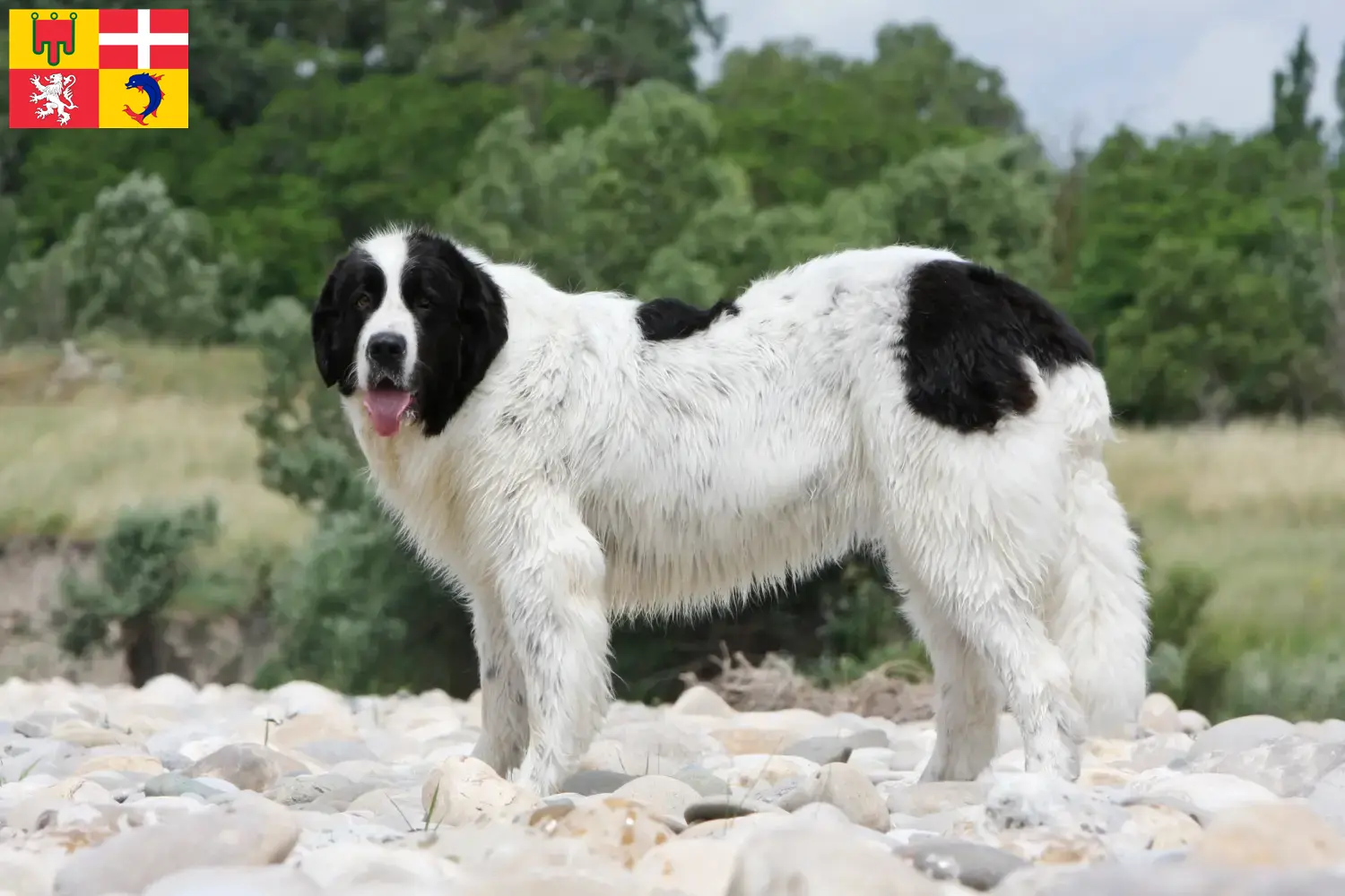 Read more about the article Landseer breeders and puppies in Auvergne-Rhône-Alpes