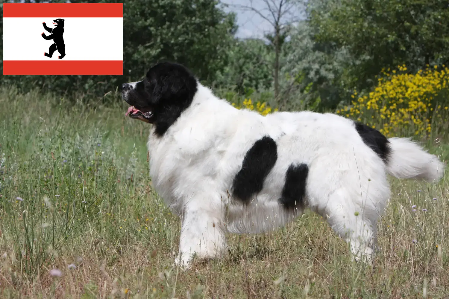 Read more about the article Landseer breeders and puppies in Berlin