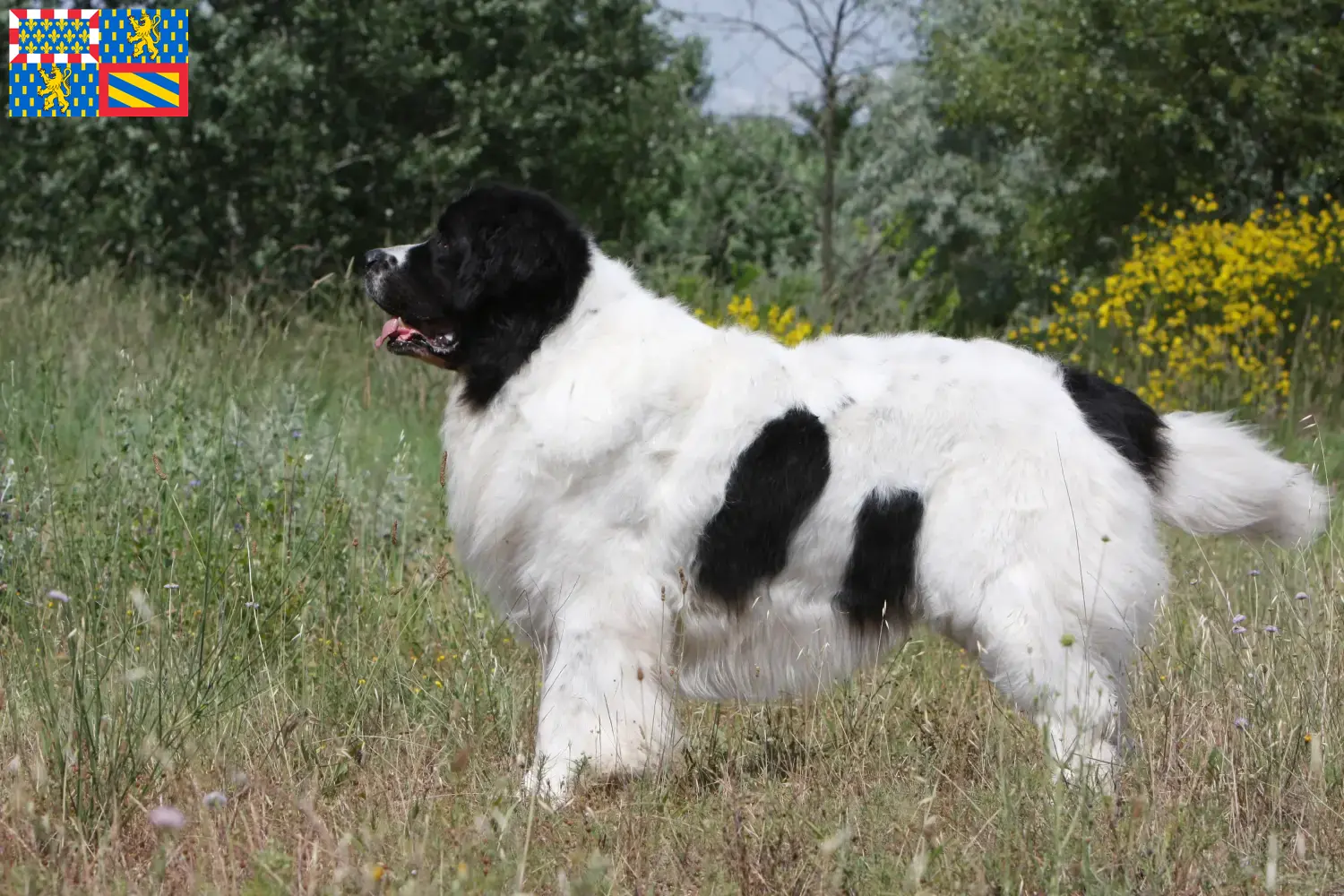 Read more about the article Landseer breeders and puppies in Bourgogne-Franche-Comté