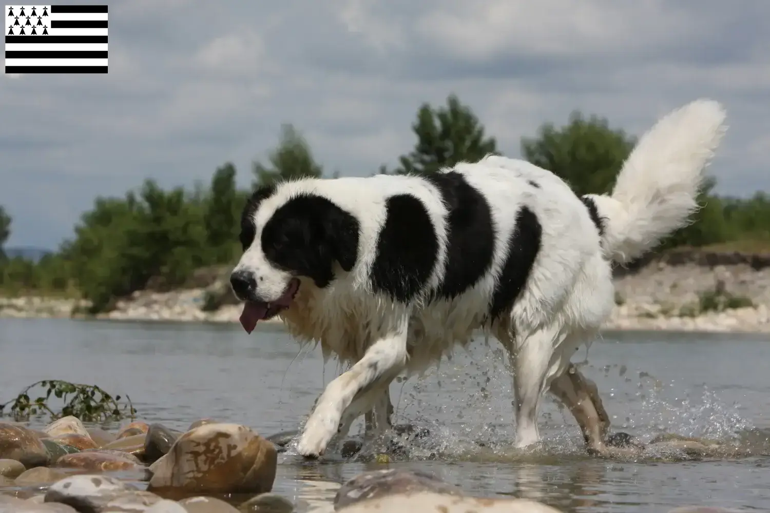 Read more about the article Landseer breeders and puppies in Brittany