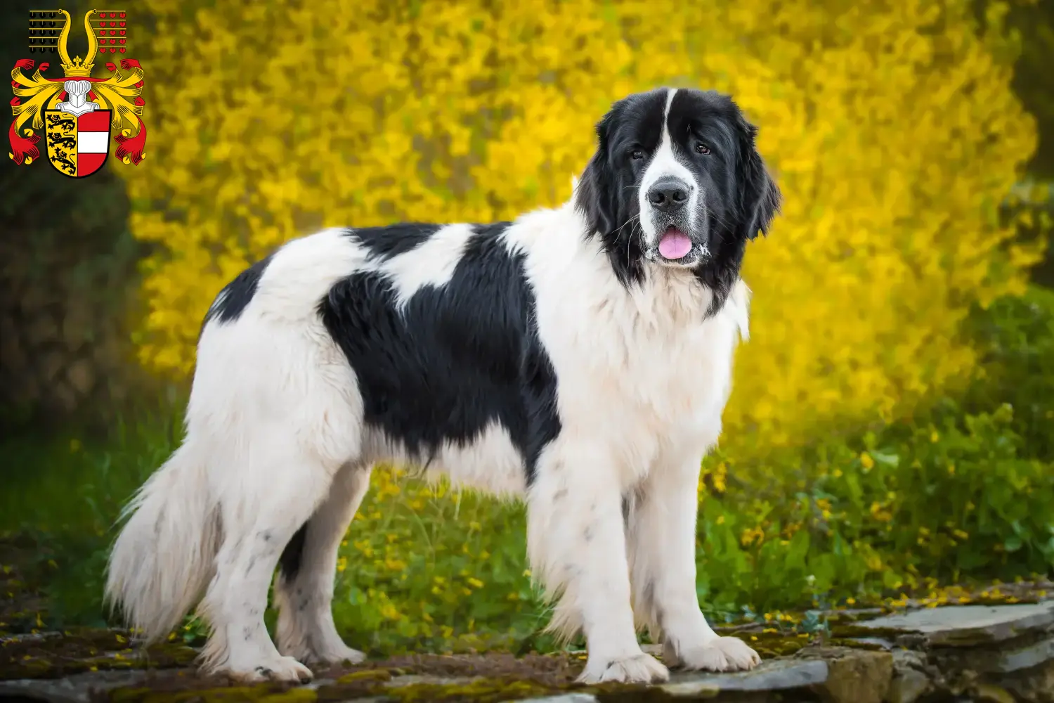 Read more about the article Landseer breeders and puppies in Carinthia