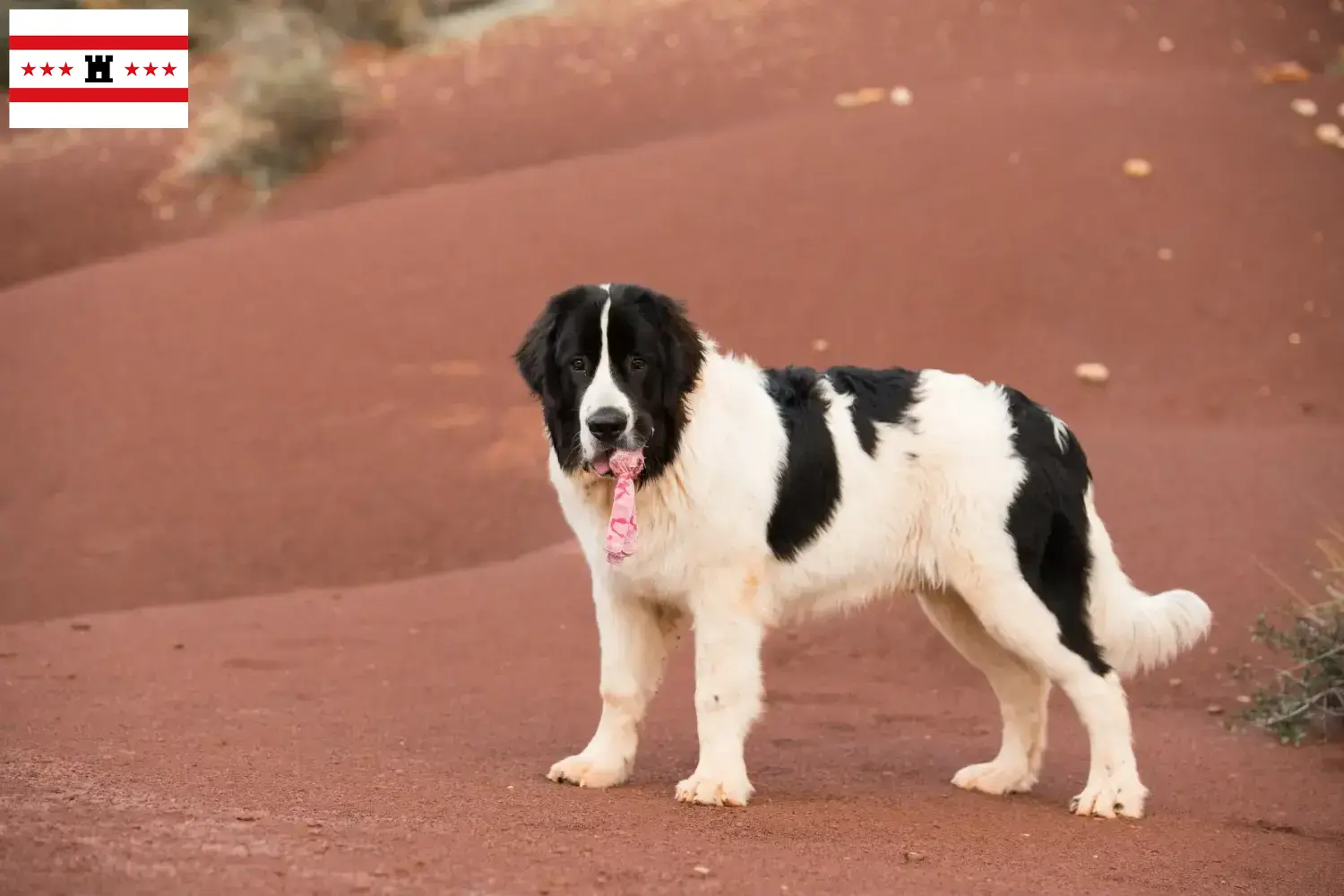 Read more about the article Landseer breeders and puppies in Drenthe