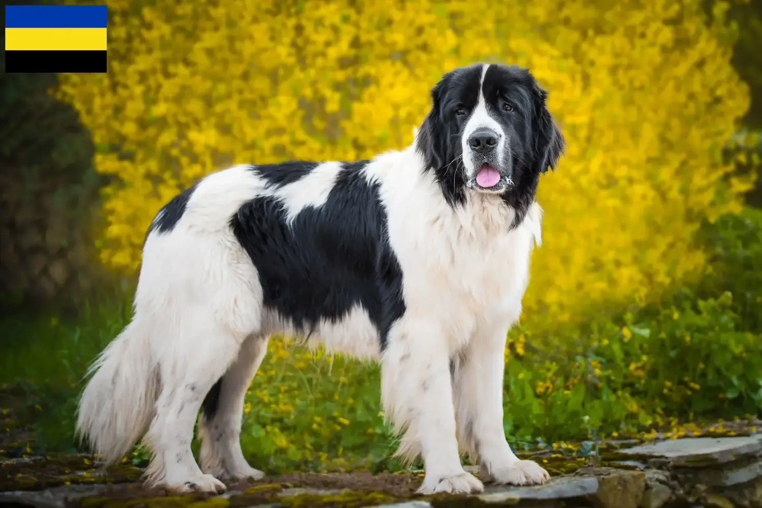 Read more about the article Landseer breeders and puppies in Gelderland