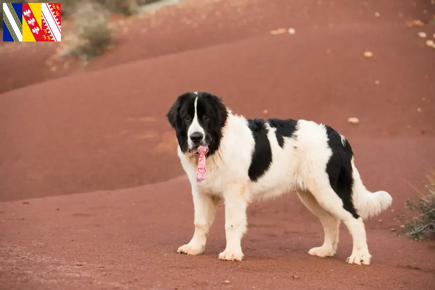 Read more about the article Landseer breeders and puppies in Grand Est