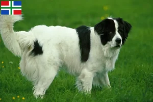 Read more about the article Landseer breeders and puppies in Groningen