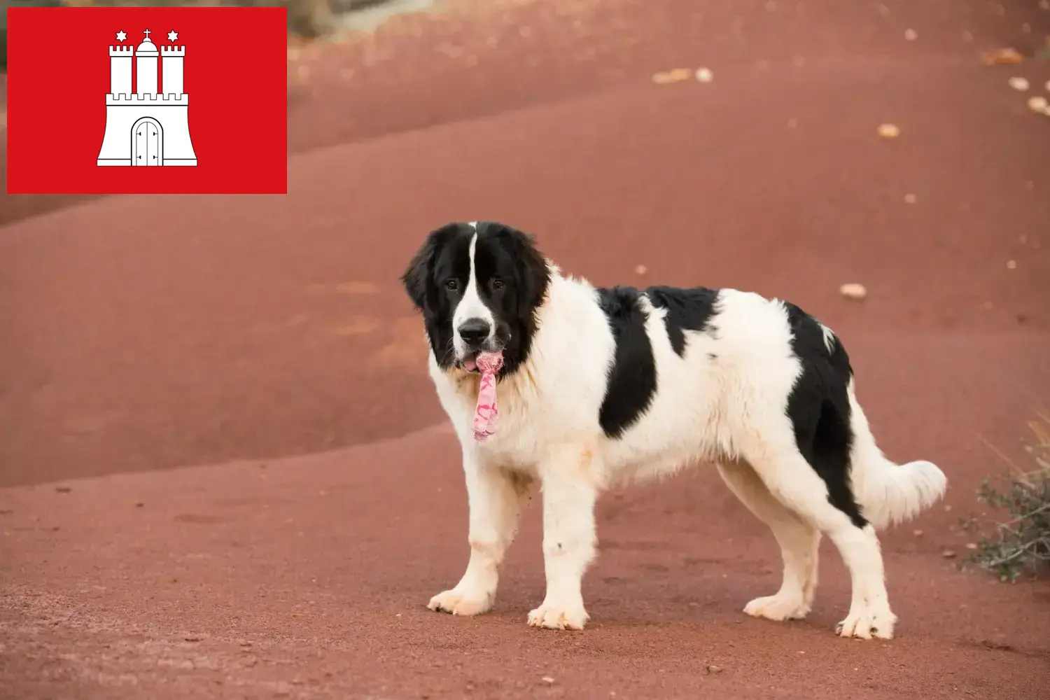 Read more about the article Landseer breeders and puppies in Hamburg