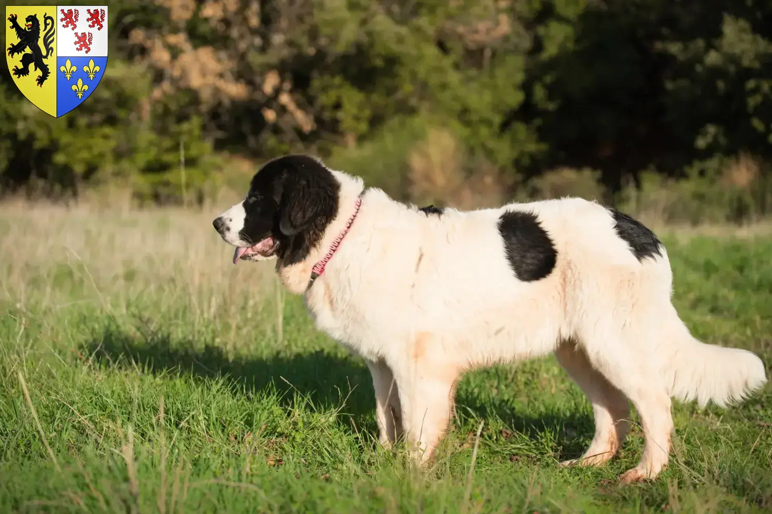 Read more about the article Landseer breeders and puppies in Hauts-de-France