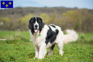 Read more about the article Landseer breeders and puppies in Île-de-France