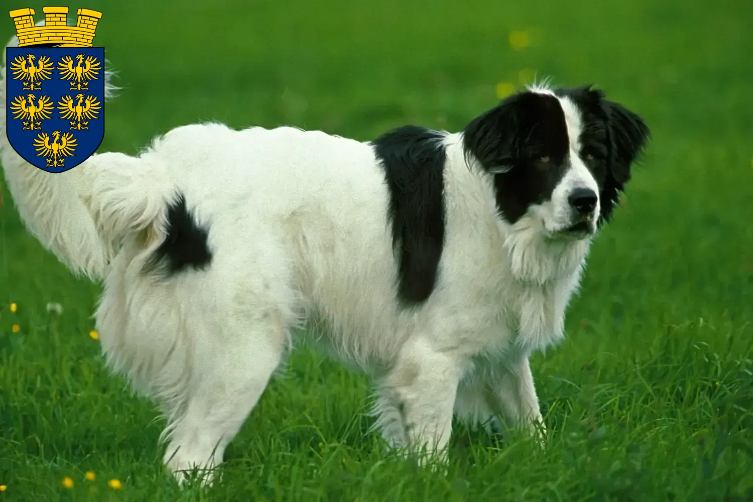 Read more about the article Landseer breeders and puppies in Lower Austria