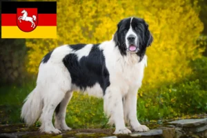 Read more about the article Landseer breeders and puppies in Lower Saxony