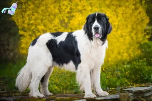 Read more about the article Landseer breeders and puppies in Nordjylland