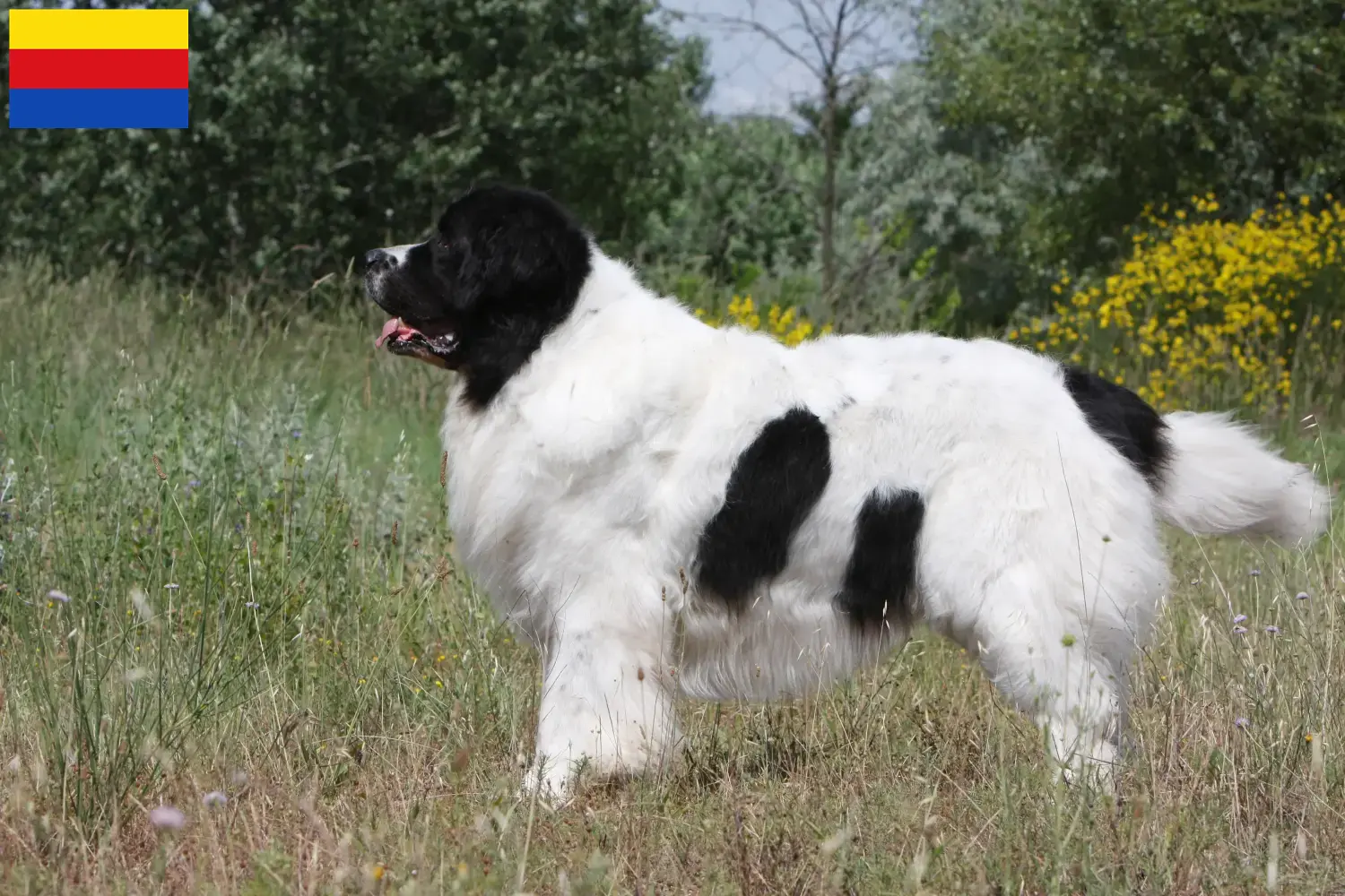 Read more about the article Landseer breeders and puppies in North Holland