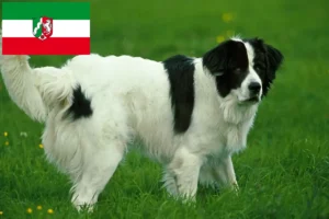 Read more about the article Landseer breeders and puppies in North Rhine-Westphalia