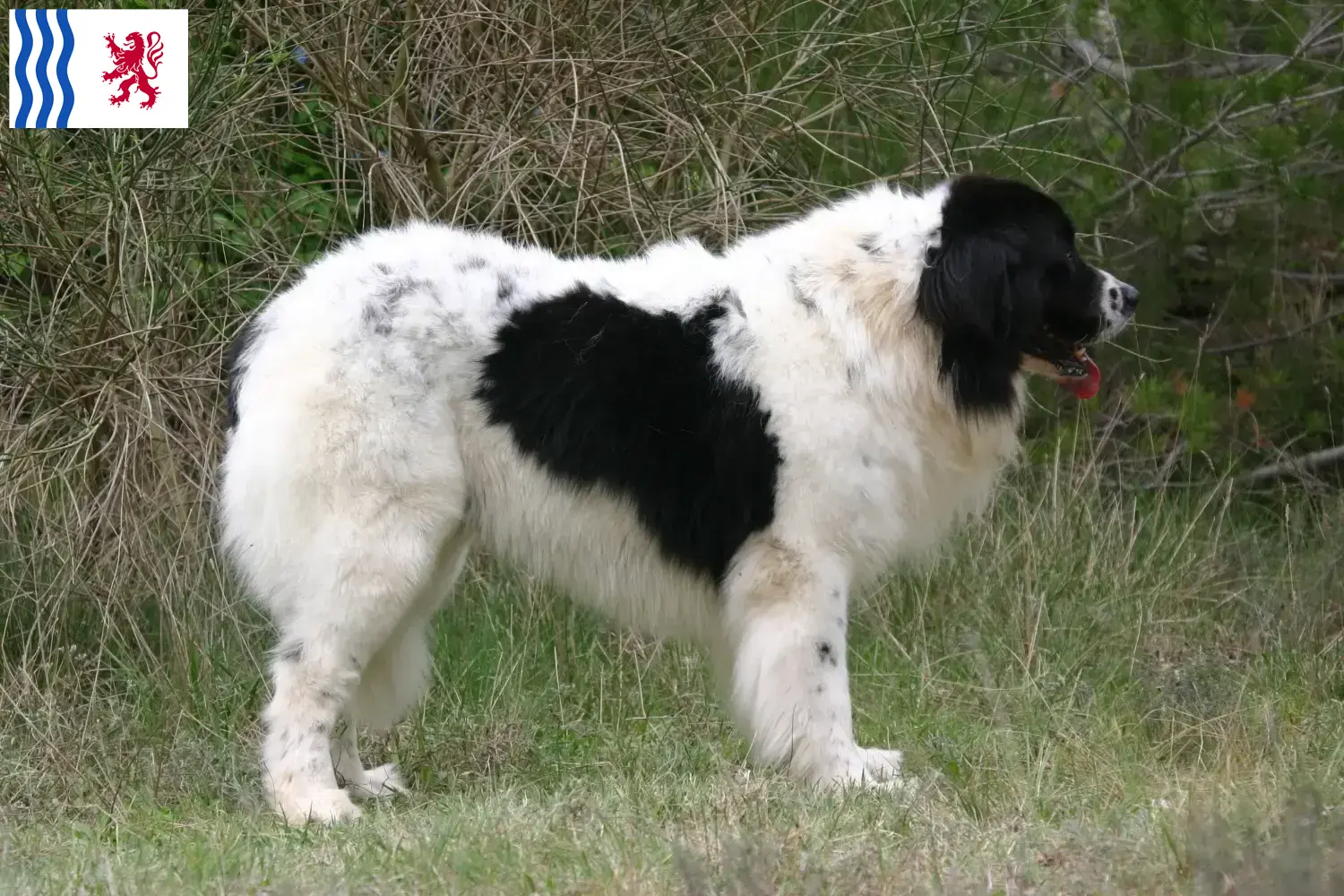 Read more about the article Landseer breeders and puppies in Nouvelle-Aquitaine