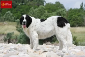 Read more about the article Landseer breeders and puppies in Occitania