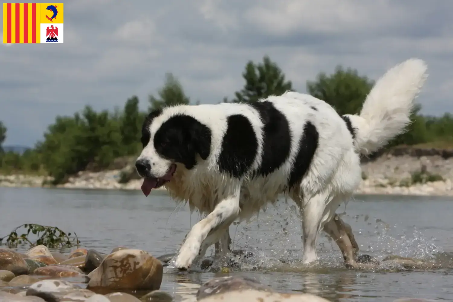 Read more about the article Landseer breeders and puppies in Provence-Alpes-Côte d’Azur