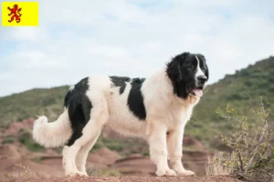 Read more about the article Landseer breeders and puppies in South Holland