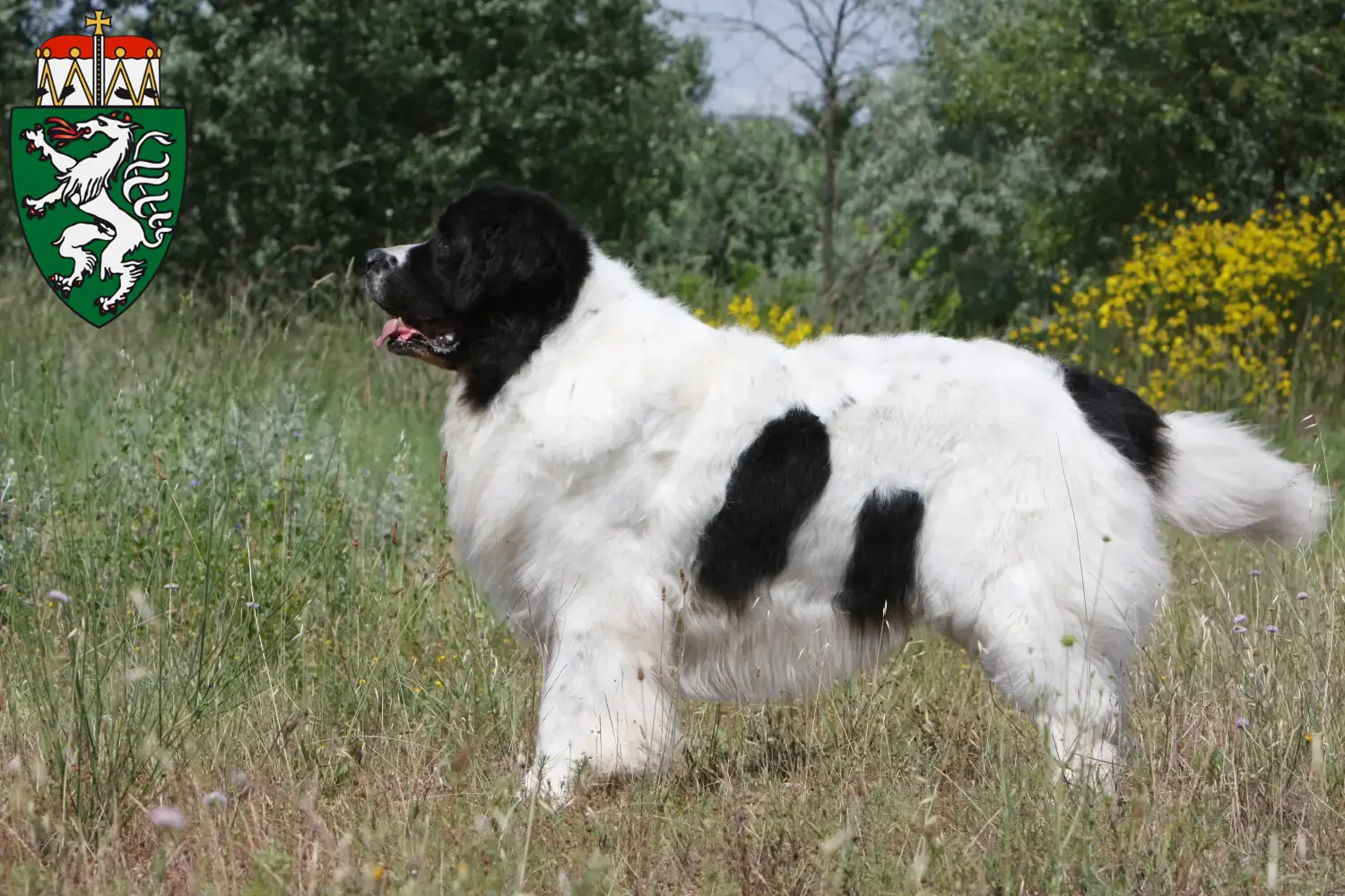 Read more about the article Landseer breeders and puppies in Styria