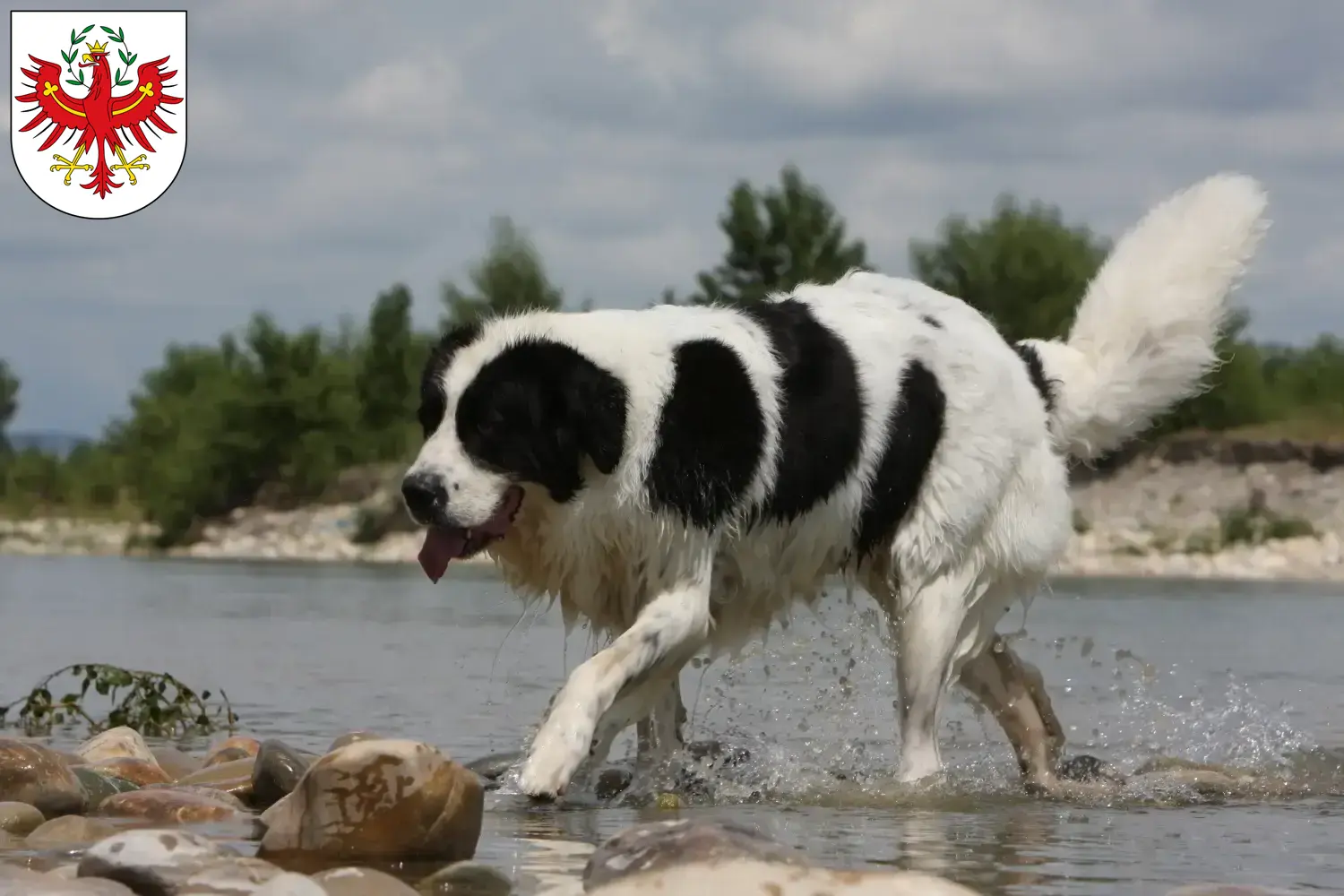 Read more about the article Landseer breeders and puppies in Tirol