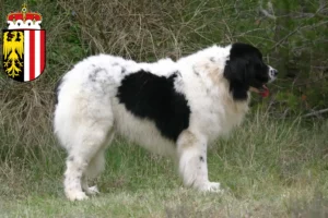 Read more about the article Landseer breeders and puppies in Upper Austria