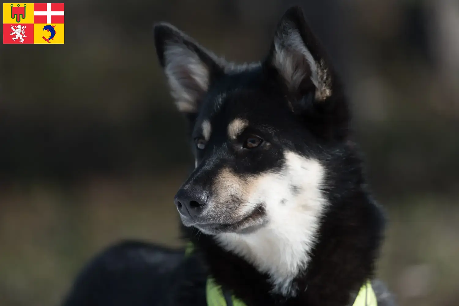 Read more about the article Lappish reindeer dog breeders and puppies in Auvergne-Rhône-Alpes