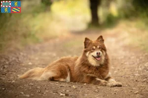 Read more about the article Lappish reindeer dog breeder and puppies in Bourgogne-Franche-Comté