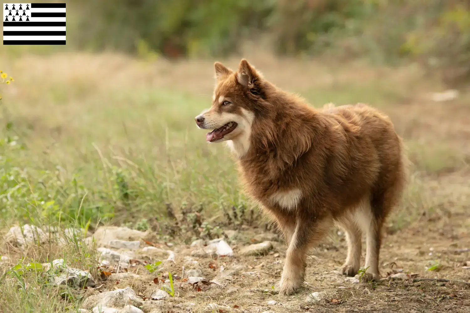 Read more about the article Lappish reindeer dog breeder and puppies in Brittany