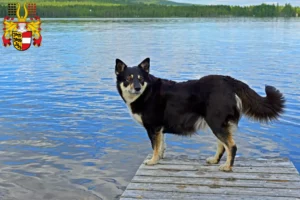 Read more about the article Lappish reindeer dog breeder and puppies in Carinthia