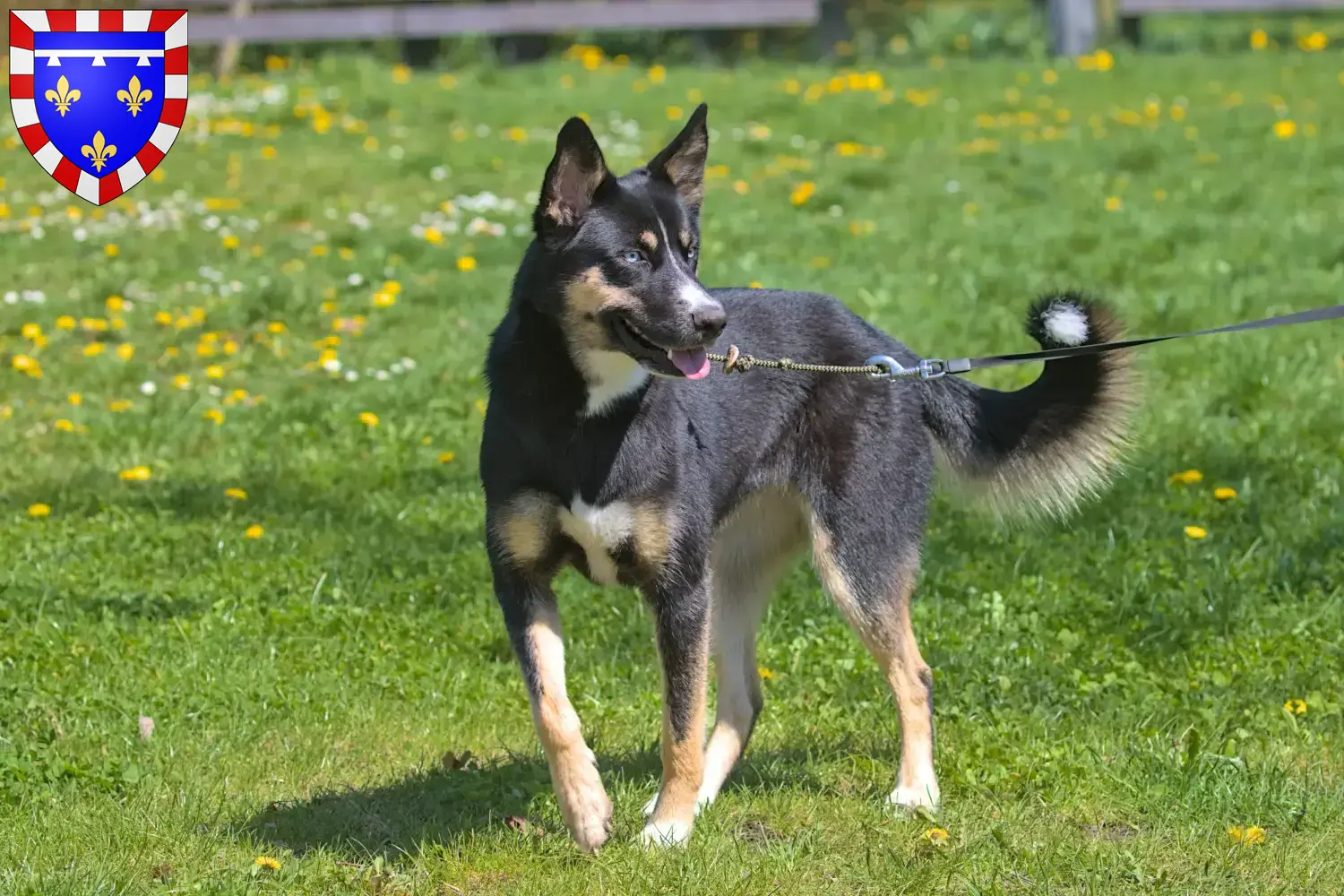 Read more about the article Lappish reindeer dog breeder and puppies in Centre-Val de Loire