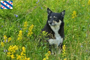 Read more about the article Lappish reindeer dog breeder and puppies in Friesland