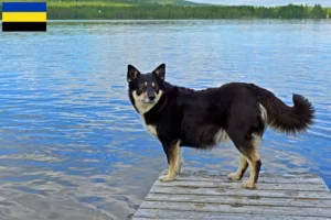 Read more about the article Lappish reindeer dog breeder and puppies in Gelderland